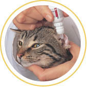 MyVetOnline 猫の点耳薬や軟膏の投与法